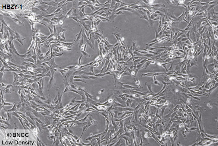 大鼠肾小球系膜细胞-伟业计量