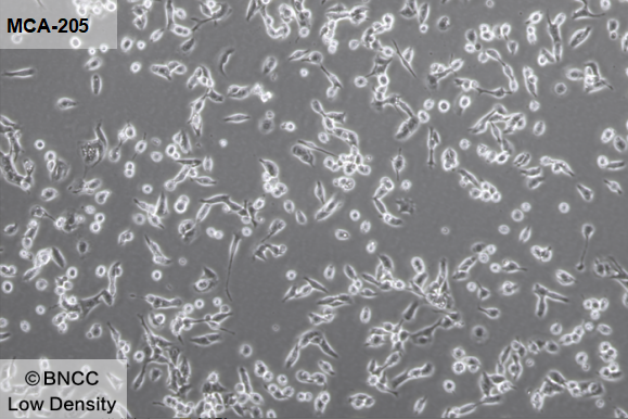 小鼠纤维肉瘤细胞-北京晶品赛思科技有限公司