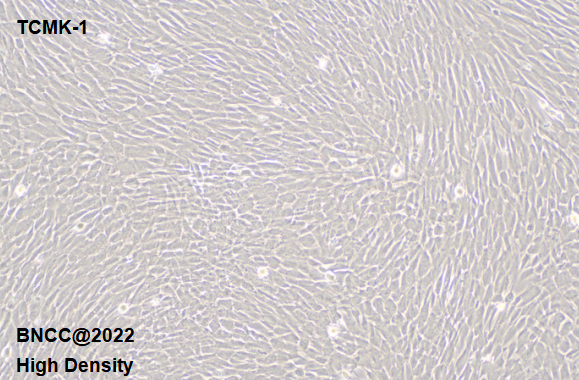 小鼠肾小管上皮细胞-伟业计量