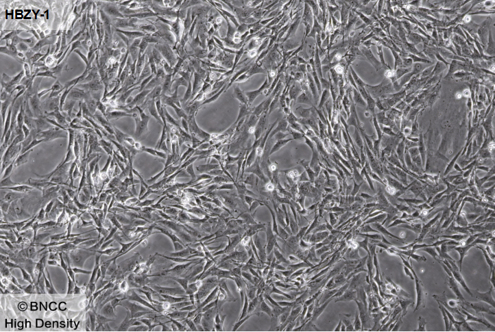 大鼠肾小球系膜细胞-伟业计量