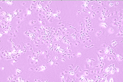 非洲绿猴SV40转化的肾细胞-北纳生物