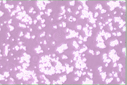 大鼠肺泡巨噬细胞-北纳生物