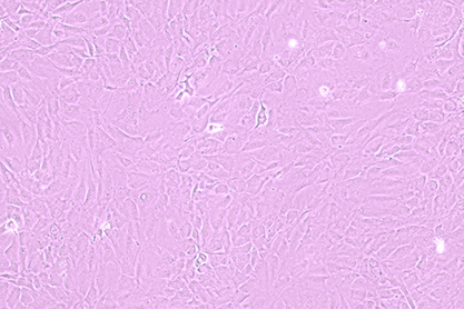 小鼠胚胎成纤维细胞-北纳生物