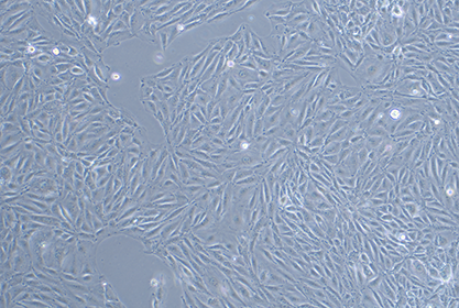 猪肾传代细胞-北纳生物