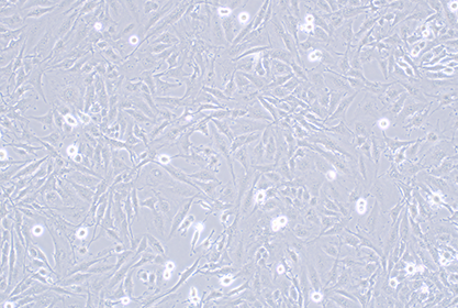 人星形胶质瘤细胞-北纳生物