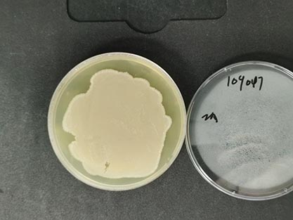 枯草芽孢杆菌-北纳生物