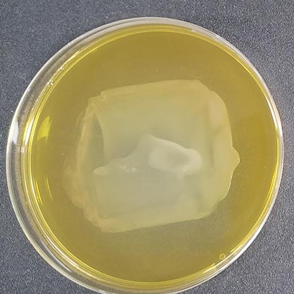 鼠李糖乳杆菌-北纳生物