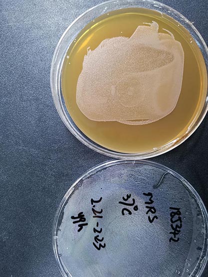 嗜酸乳杆菌-北纳生物