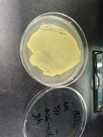 谷氨酸棒杆菌-北纳生物