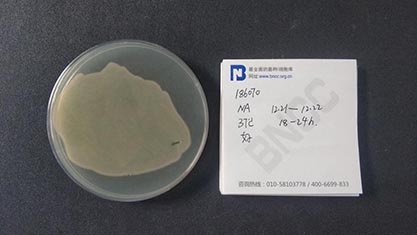 铜绿假单胞菌-北纳生物