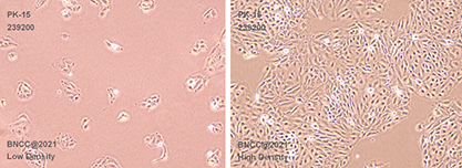 猪肾细胞-北纳生物