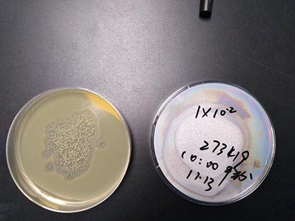 Escherichia coli phage Phi X174-BNCC