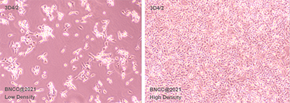猪肺泡巨噬细胞-北纳生物
