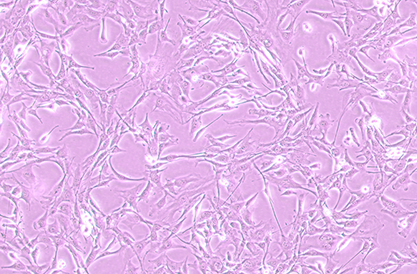 小鼠心房肌细胞-北纳生物