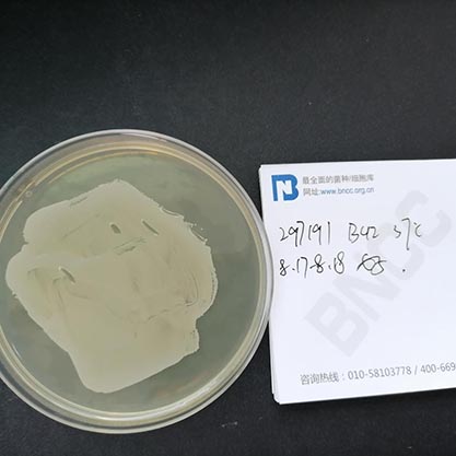 巴氏葡萄球菌-北纳生物