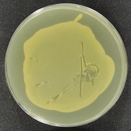 肺炎克雷伯氏菌-北纳生物