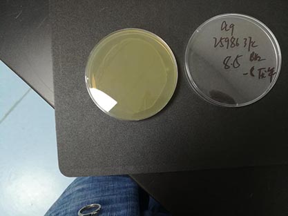 Quantitative strain of Staphylococcus aureus subspecies-BNCC