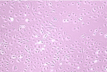 恒河猴肾细胞-北纳生物