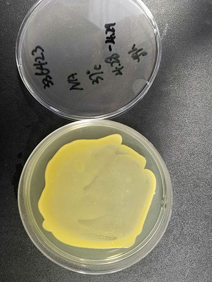 金黄色葡萄球菌亚种-北纳生物