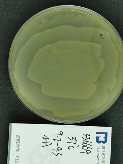 Proteus mirabilis-BNCC