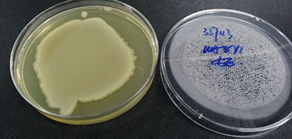 产气肠杆菌-北纳生物