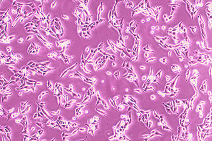 大鼠脑微血管内皮细胞-北纳生物
