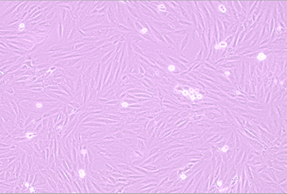 大鼠心肌细胞-北纳生物