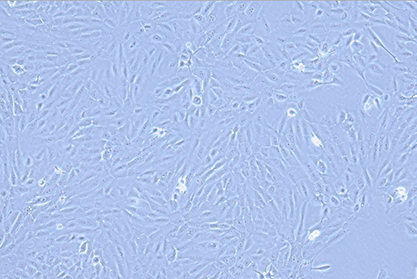 人乳腺上皮细胞-北纳生物