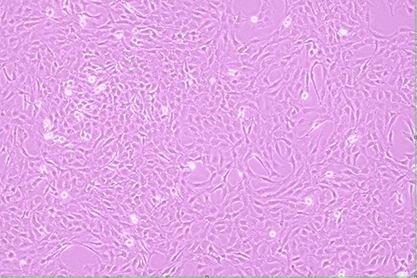 大鼠星形胶质细胞-北纳生物