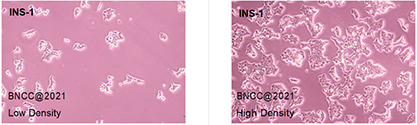 大鼠胰岛细胞瘤细胞-北纳生物
