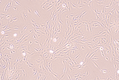 大鼠血管内皮细胞-北纳生物