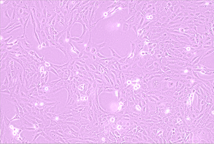 人胃粘膜上皮细胞-北纳生物
