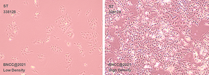 猪睾丸细胞-北纳生物