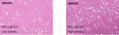 小鼠主动脉血管平滑肌细胞-北纳生物