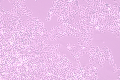 猪小肠上皮细胞-北纳生物