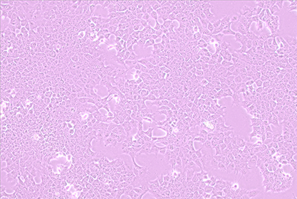 小鼠肝细胞-北纳生物