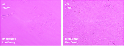 小鼠乳腺癌细胞-北纳生物
