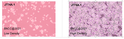 小鼠单核细胞巨噬细胞-北纳生物