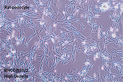 大鼠肾足细胞-北纳生物