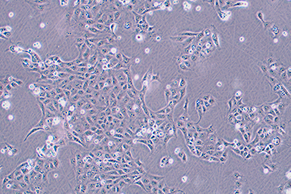 罗猴胎肾细胞-北纳生物