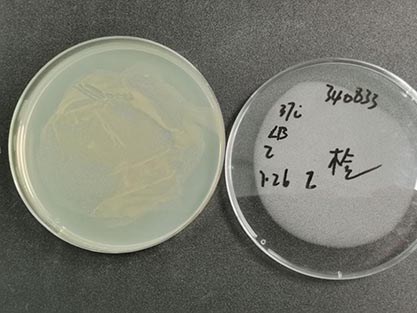 大肠杆菌克隆菌SM10λpir-北纳生物