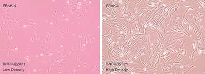 恒河猴胚肾细胞-北纳生物
