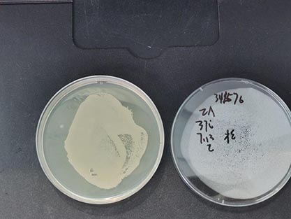 BL21大肠杆菌表达菌株-北纳生物