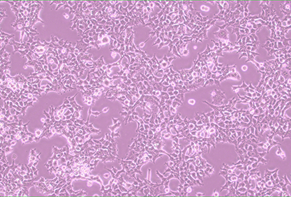 人胚肾细胞-北纳生物