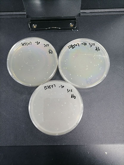 Quantitative strain of Salmonella typhimurium in colitis mice-BNCC