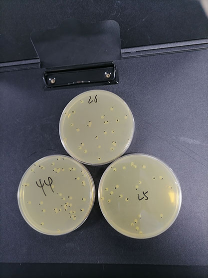 Quantitative strain of Salmonella typhimurium in colitis mice-BNCC