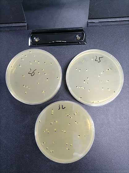 Quantitative strain of Staphylococcus aureus-BNCC