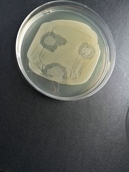 Escherichia coli bacteriophage Qbeta-BNCC