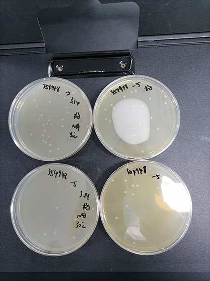 阴沟肠杆菌定量菌株