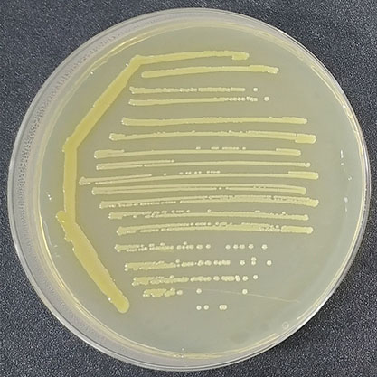 Quantitative strain of Staphylococcus aureus subsp. aureus-BNCC